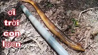 Con lươn khủng chen vào cứng ống trúm / The biggest eel