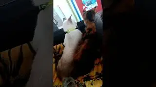 cat travel by car