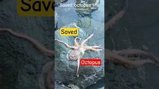 Rescue mission: Octopus life safely&hellip;#shortsfeed #octopus