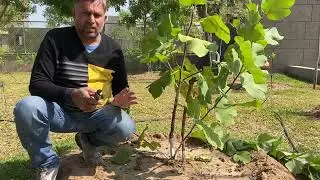 How to Prune Young Fig Plant? // Develop Good Structure of Fig Plant // 1st year Pruning