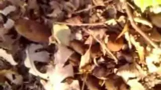 Devils Cigar River Legacy Арлингтон Техас