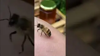 Honey bee sting treatment at home #honeybee #facts #shortvideo #shorts