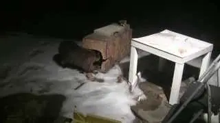 Raccoon getting caught in a #160 conibear (slow motion)