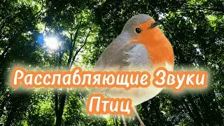 Пение Птиц и Шелест Листвы | Расслабляющие Звуки Природы для Медитации, Сна, Фона | ASMR Лес