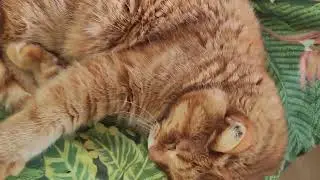 my cat is always after food make long nap