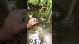 ASU creek in city limits of Jonesboro, Ar (Matthew ave. Ditch/Creek)