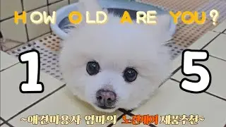 15살 노견 모시는 방법 #강아지샴푸 #애견미용사 #노견