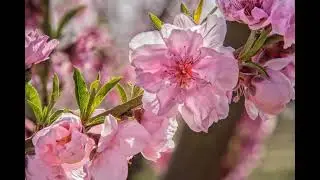 Fresno County Blossom Trail