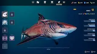 Maneater Adult Shark