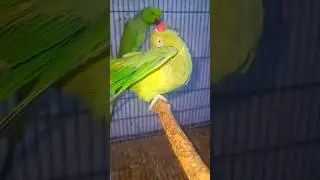 mating call🔥#parrot #shortvideo