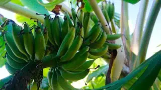 PALTO creciendo DENTRO de un BANANO - En Sintropia & Con Heladas