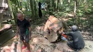 Best wood for cutting. Ріжемо Огромні Відземки Ясен. Stihl MS 462 CM 💪💪💪👿👿👿