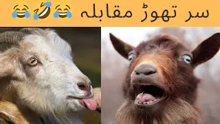 The Fight for Love 🤣🤣🤣 || Goats Comedy scene 😂 || Head broken competition 😅😅😅 || Goat's in Action 🤣
