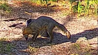 The Florida Grey Foxes Were Being Foxy This Morning!