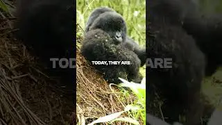 🦍 World Gorilla Day
