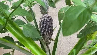 Minha pequena plantação de milho e meu pai fazendo palheta para saxofone 