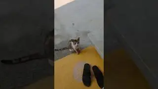 Pet Cat, Pet Dog & Crow, bird, Kolkata India #cat #petcat #pet #petcatvideo #catvideo #crow #dog