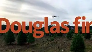 Corte de pinos navideños  Christmas trees en Oregon USA