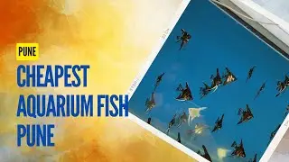 CHEAPEST AQUARIUM FISH IN PUNE