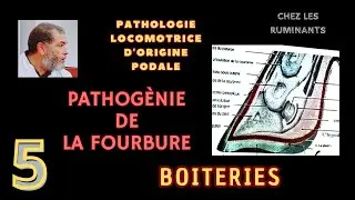 Pathologie locomotrice d'origine podale chez les bovins ; Pathogènie de la fourbure ;boiteries 5