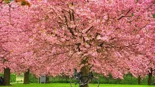 Top 10 Flower Fields in the World