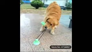 Pet Dog Toy Silicon Suction Cup