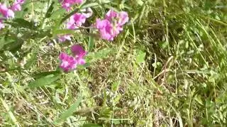 Part 1, A short loop through the Swimmer's Delight Cheatham Grove ( off Highway 36 eastbound)