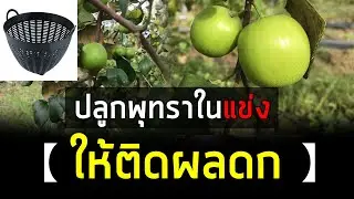 ปลูกพุทราไต้หวันในเข่งยังไง ให้ติดผลดก