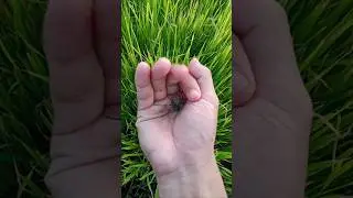 Have you ever caught a spider like this? #animals #nature #spider #shorts