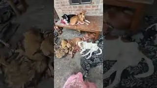 Free Dog Adoption only free no money