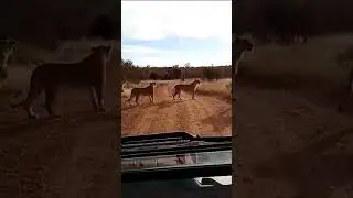 the hunter are about to hunt