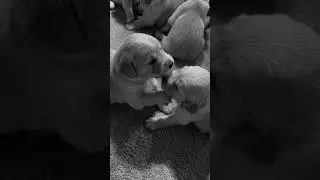 Golden Retriever Puppie. Щенки Золотистого Pетривера.#dog#dogs