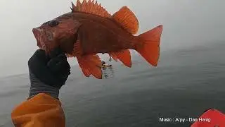 Kayak Fishing at Half Moon Bay : Vermillion Rockfish