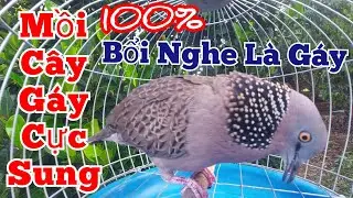 Tiếng cu gáy mồi cây gáy [ Gù Thúc Gọi ] kích bổi nhanh nổi mau gáy #cugáykichbổi07