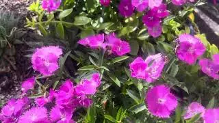 I love flowers #Canberra 