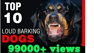 #2 TOP 10 DOG BREEDS WITH LOUDEST BARK