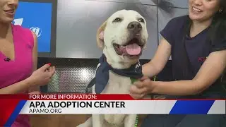 Adopt Ace the Dog