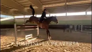 Era A #horse#training#showjumping#motivation#viral 