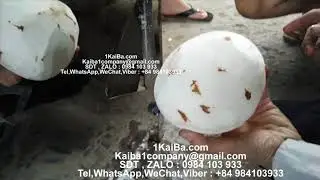 Fast speed coconut brown skin removing machine