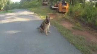 Example of Advanced Obedience Off-Lead Training
