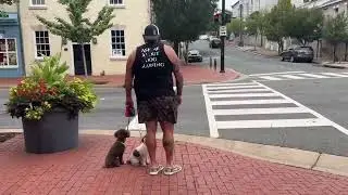 Tiny dog training -| mini poodle dog training | crate training | loose leash heel training | OBKS 