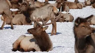 National Elk Refuge @ Jackson, WY