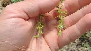 Thesium pyrenaicum 200721