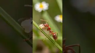 Amazon Jungle&rsquo;s Deadliest Ant 😱#shorts #ant #viral #animals #trending