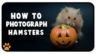 How To Photograph Hamsters & Other Pets | Halloween Photoshoot