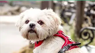 Bedste anti tr&aelig;k sele til hunde | 4 af de bedste p&aring; markedet!