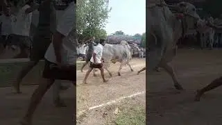 Akhanda bulls #Akhanda bulls 30 lacks bull