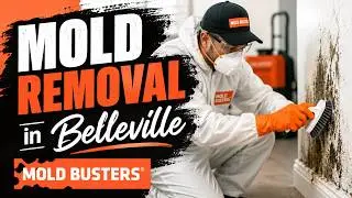 Mold Removal in Belleville