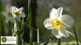 Flower Geometry International - Dean Marston 2016
