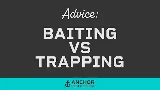 Mouse Baiting vs Trapping